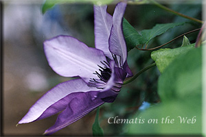 Clematis photograph