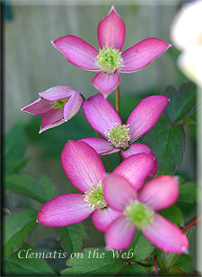 Clematis photograph