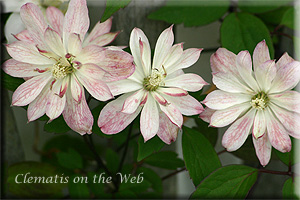 Clematis photograph