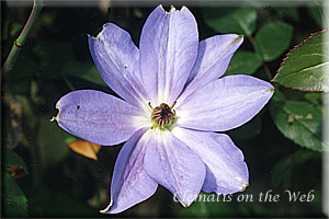 Clematis photograph