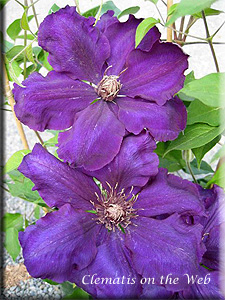 Clematis photograph