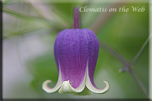 Clematis photograph