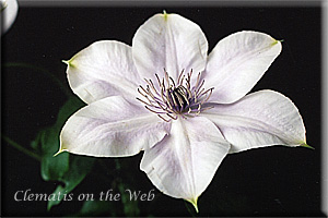 Clematis photograph