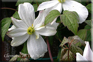 Clematis photograph