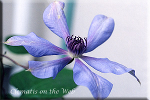 Clematis photograph