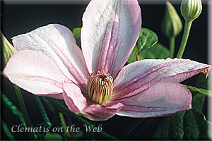 Clematis photograph