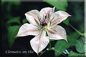 Clematis photograph