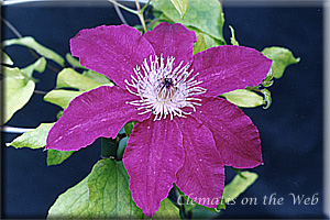 Clematis photograph