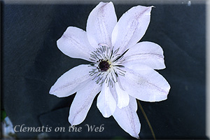 Clematis photograph