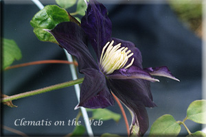 Clematis photograph