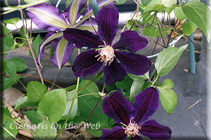 Clematis photograph