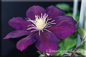 Clematis photograph