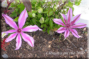 Clematis photograph