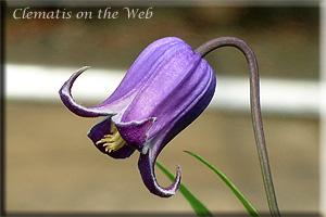 Clematis photograph