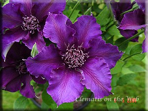 Clematis photograph