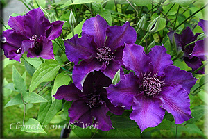 Clematis photograph