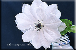 Clematis photograph