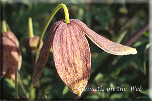 Clematis photograph