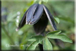 Clematis photograph