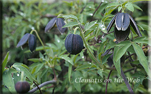 Clematis photograph