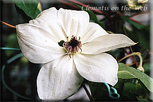 Clematis photograph