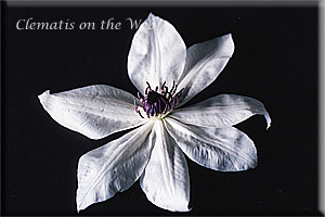 Clematis photograph