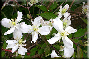 Clematis photograph