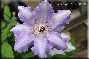 Clematis photograph