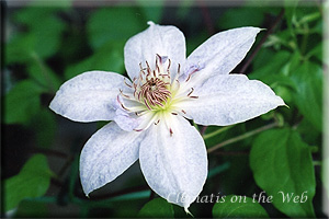 Clematis photograph