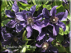 Clematis photograph