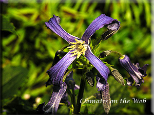 Clematis photograph