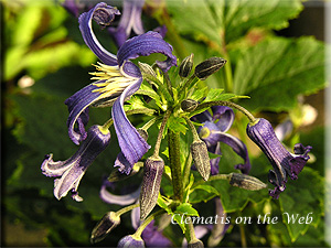 Clematis photograph