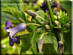 Clematis photograph