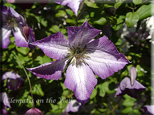 Clematis photograph