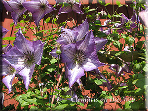 Clematis photograph