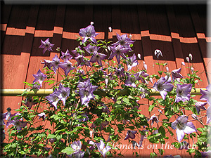 Clematis photograph