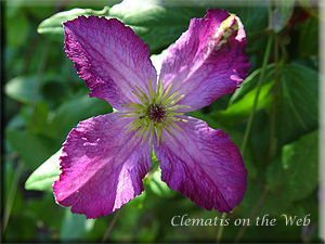 Clematis photograph