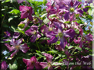 Clematis photograph