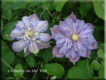 Clematis photograph