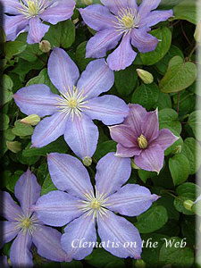 Clematis photograph