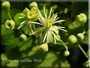 Clematis photograph