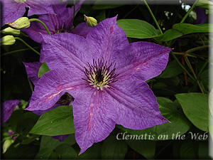 Clematis photograph