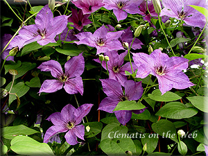 Clematis photograph