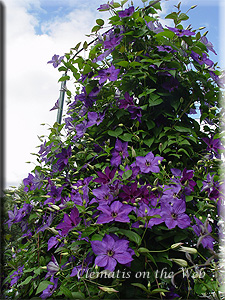 Clematis photograph