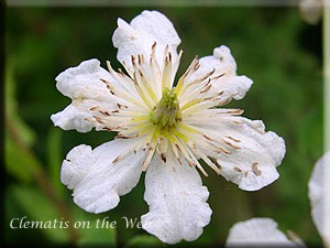 Clematis photograph