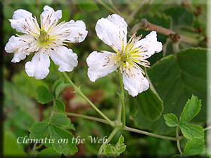 Clematis photograph