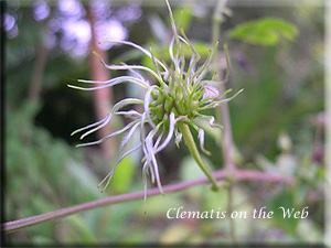 Clematis photograph