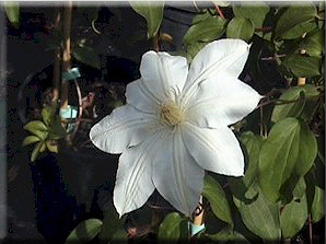 Clematis photograph