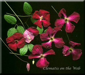 Clematis photograph