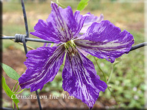 Clematis photograph